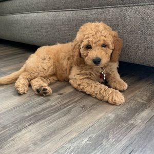 Meet your Posher, Madison